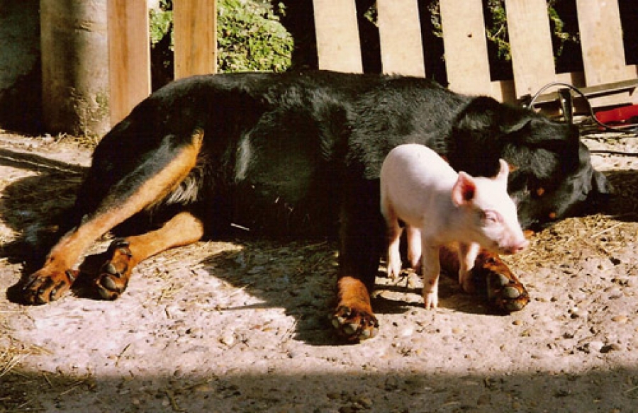 socialisation chiot