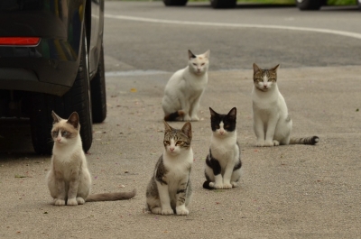 leucose feline annecy