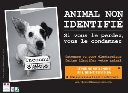 identification chien chat annecy