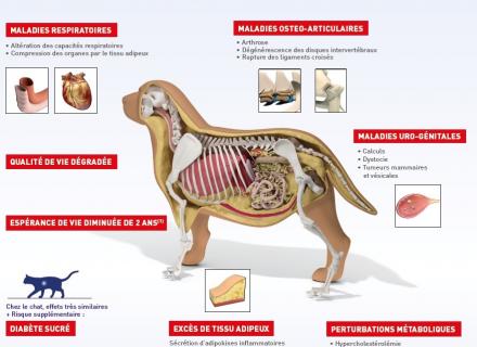 obesite chien chat annecy