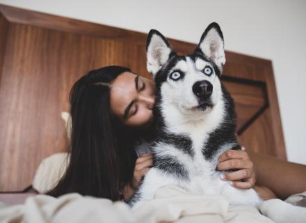 Les papiers du chien et du chat